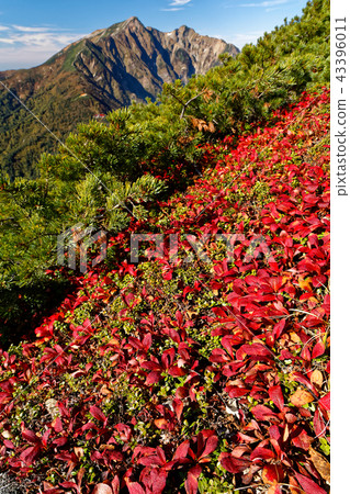 Autumn leaves of the Urashi-matsu-ji on the Kasumi-dake ridge line and Kashima-kushigatake Autumn leaves of the Urashi-matsu-ji on the Kasumi-dake ridge line and Kashima-kushigatake 43396011
