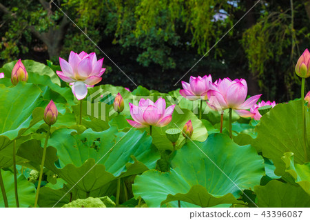 Lotus flower  43396087