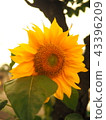 sunflower	 43396209