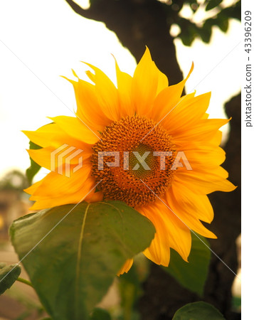 sunflower sunflower 43396209