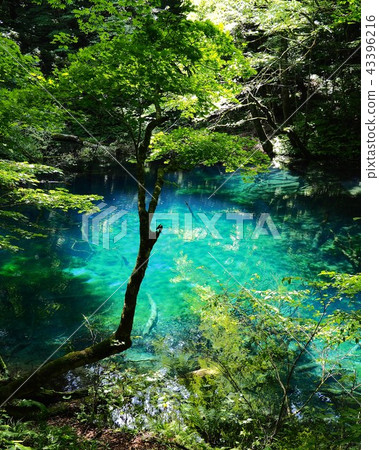 Pond of a waterfall Pond of a waterfall 43396216