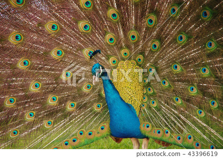 Peacock Peacock 43396619