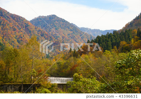 Shounagawa and beautiful autumn leaves around Tateyama Station Toyama Prefectural Yamacho 43396631