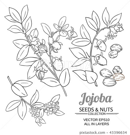 jojoba plant vector 43396634