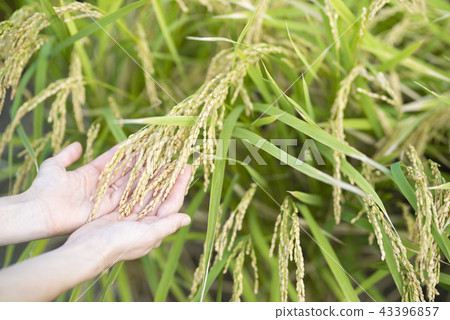 Female hand touching rice ear Female hand touching rice ear 43396857