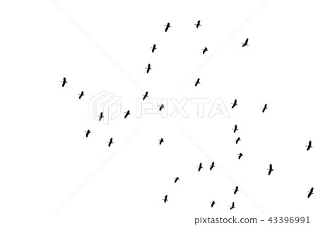 Flying birds isolated on white.  Migratory bird. 43396991