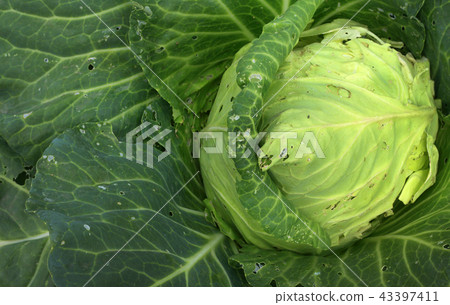 cabbage in the gardenn, leaves with holes 43397411