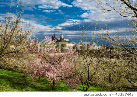 Panorama of the Prague Castle from the Petrin Gard Panorama of the Prague Castle from the Petrin Gard 43397442