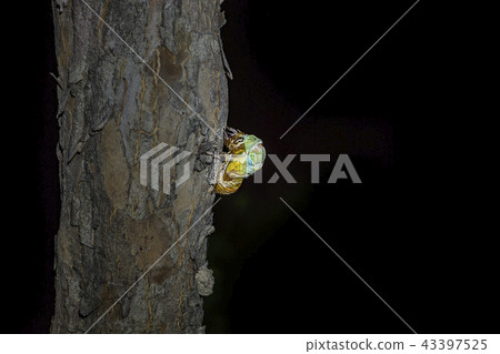 Cicadas, molting, transformation, transformation, cicada allegory, cicada transformation, cicada change, insect, insect allegory, insect transformation, insect, insect Cicadas, molting, transformation, transformation, cicada allegory, cicada transformation, cicada change, insect, insect allegory, insect transformation, insect, insect 43397525