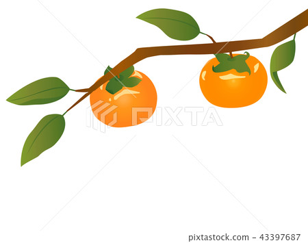 Persimmon 2 43397687