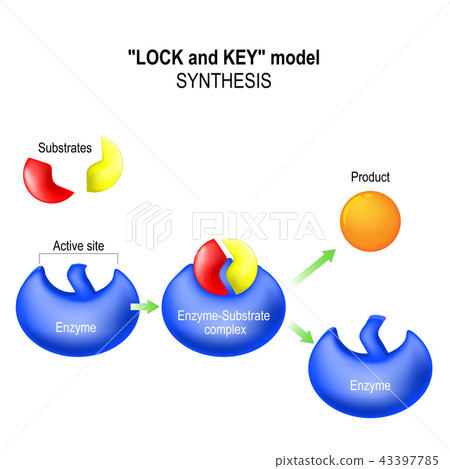 Enzyme. synthesis Enzyme. synthesis 43397785