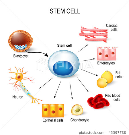 stem cells. 43397788