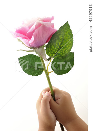 Rose flower confession gratitude present Rose flower confession gratitude present 43397918