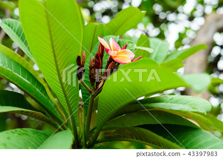 Purple and Pink flower in nature it is beautiful. Purple and Pink flower in nature it is beautiful. 43397983