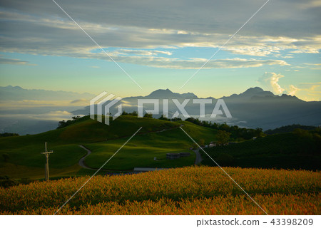 黎明黎明,太陽光太陽地球。遠眺景觀,山頂靛藍金針,橘樹金針花,日本醬油油茶園。 黎明黎明,太陽光太陽地球。遠眺景觀,山頂靛藍金針,橘樹金針花,日本醬油油茶園。 43398209