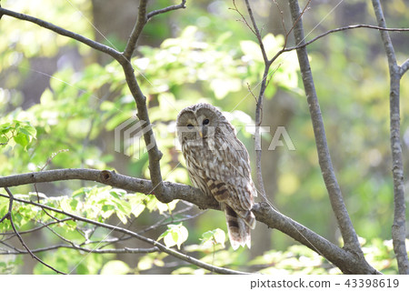 Ezo Owl 43398619