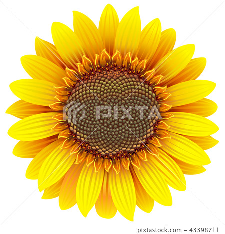 Vector Sunflower Icon Vector Sunflower Icon 43398711