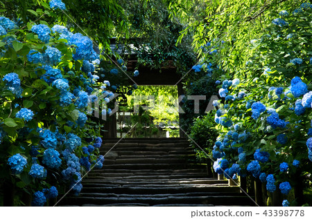 Kamakura Aketsukuji繡球花2018 Kamakura Aketsukuji繡球花2018 43398778