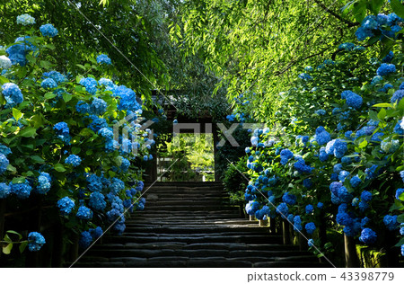 Kamakura Aketsukuji繡球花2018 Kamakura Aketsukuji繡球花2018 43398779