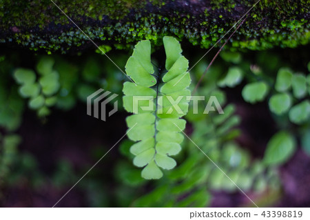 Stone covered with moss and ferns as background Stone covered with moss and ferns as background 43398819