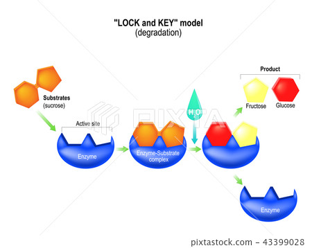Lock and key model. Degradation Lock and key model. Degradation 43399028