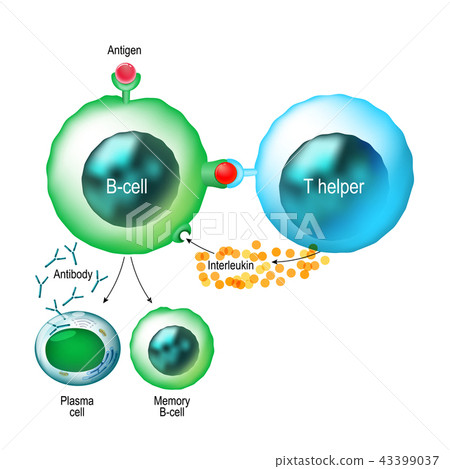 B-cell And T Helper Cells Function. - Stock Illustration [43399037] - PIXTA