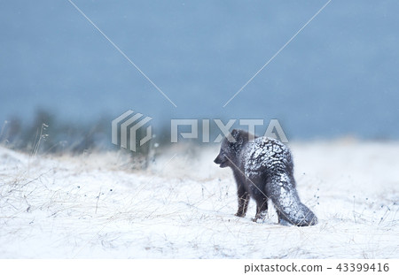 Arctic fox in the falling snow 43399416