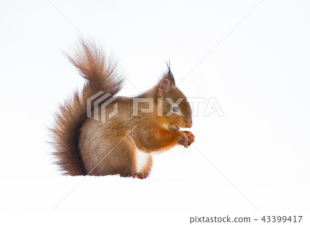 Closeup of red squirrel against white background 43399417