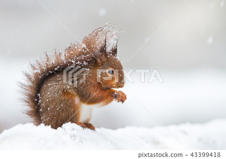 Cute red squirrel sitting in the snow  43399418