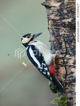 Great spotted woodpecker pecking a birch tree Great spotted woodpecker pecking a birch tree 43399427