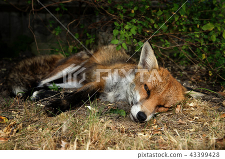 Close up of a Red fox sleeping 43399428