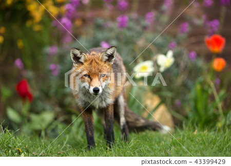 Red fox standing in the garden with flowers 43399429