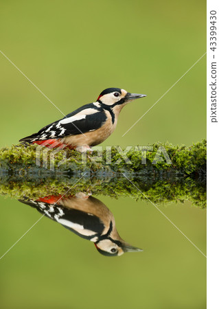Close up of Great spotted woodpecker Close up of Great spotted woodpecker 43399430