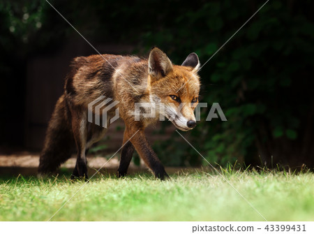 Close up of a red fox walking on the grass Close up of a red fox walking on the grass 43399431