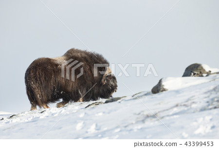 Musk ox standing in the snow in the mountains 43399453
