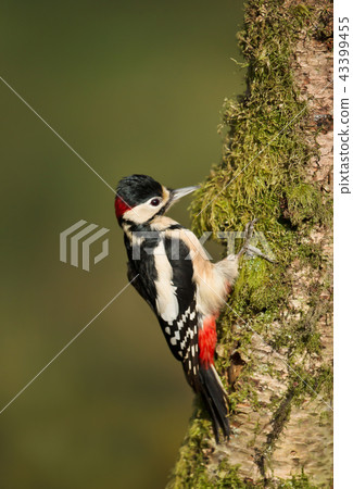 Great spotted woodpecker pecking on a birch tree Great spotted woodpecker pecking on a birch tree 43399455