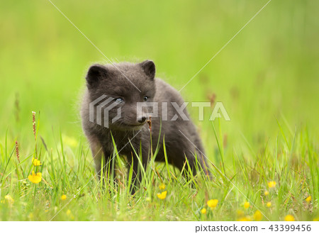 Close up of a cute Arctic fox cub 43399456