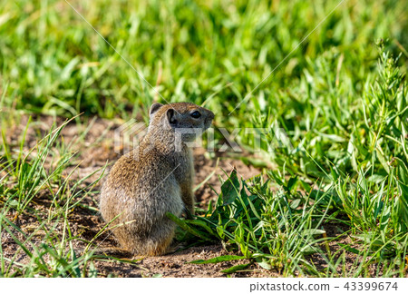 Uinta ground squirrel Uinta ground squirrel 43399674