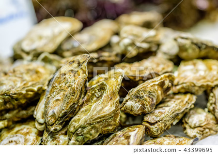 Fresh oysters on market display Fresh oysters on market display 43399695