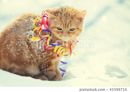 Little kitten wrapped in serpentine in winter Little kitten wrapped in serpentine in winter 43399710