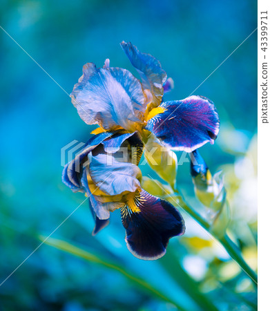 Blossoming iris flower in a garden in spring Blossoming iris flower in a garden in spring 43399711