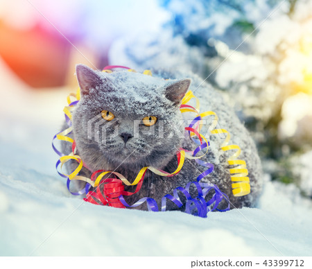 cat entangled in colorful streamer cat entangled in colorful streamer 43399712