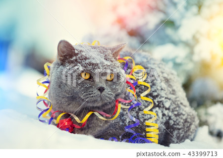 cat entangled in colorful streamer cat entangled in colorful streamer 43399713