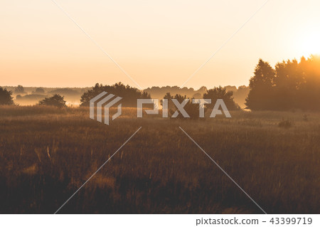 morning on meadow. sunrise landscape photo 43399719