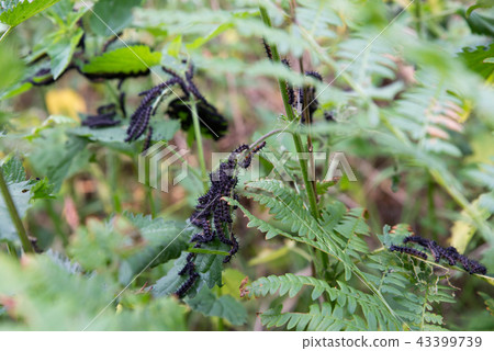 close up on butterfly larva eating a leaf close up on butterfly larva eating a leaf 43399739