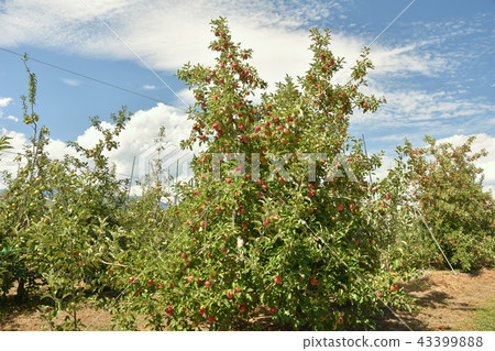 Apple Trees 43399888