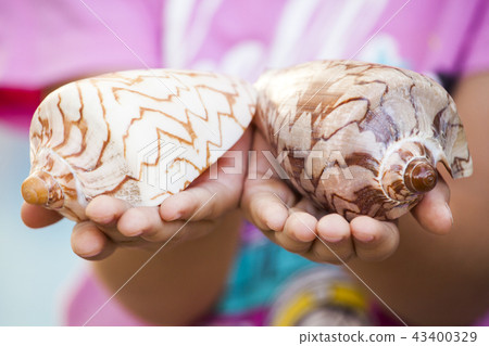 Seashell girl hands beach 43400329