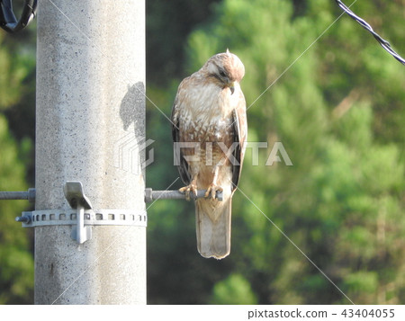 巴扎德 巴扎德 43404055