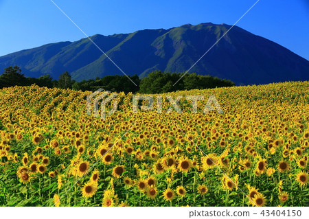 岩手和向日葵田 43404150