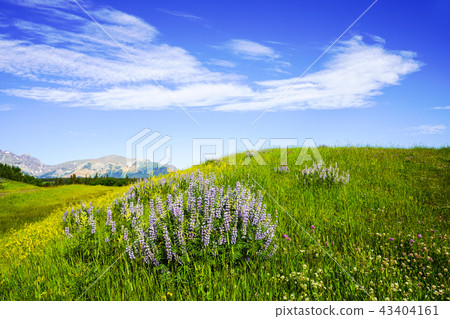 Pin on the hill Purple flowers, Pin on the hill Purple flowers, 43404161